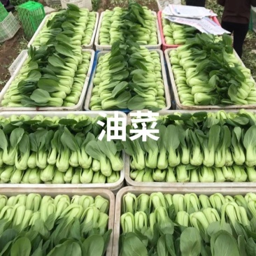 山东曹县产地货源，主营小油菜、上海青、油麦菜等各类绿叶蔬