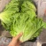 山东曹县产地货源，主营小油菜、上海青、油麦菜等各类绿叶蔬