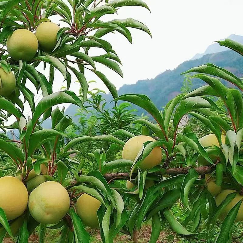 质量放在**