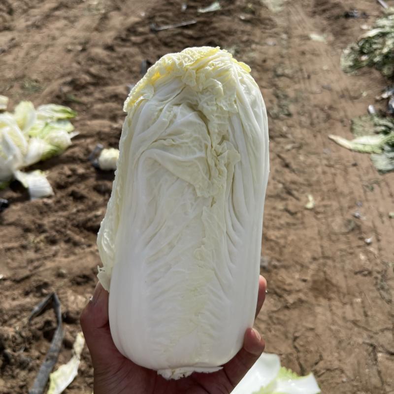 宁夏沙地大白菜