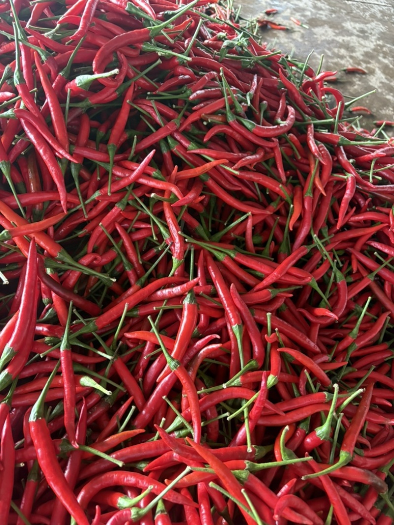 红小米