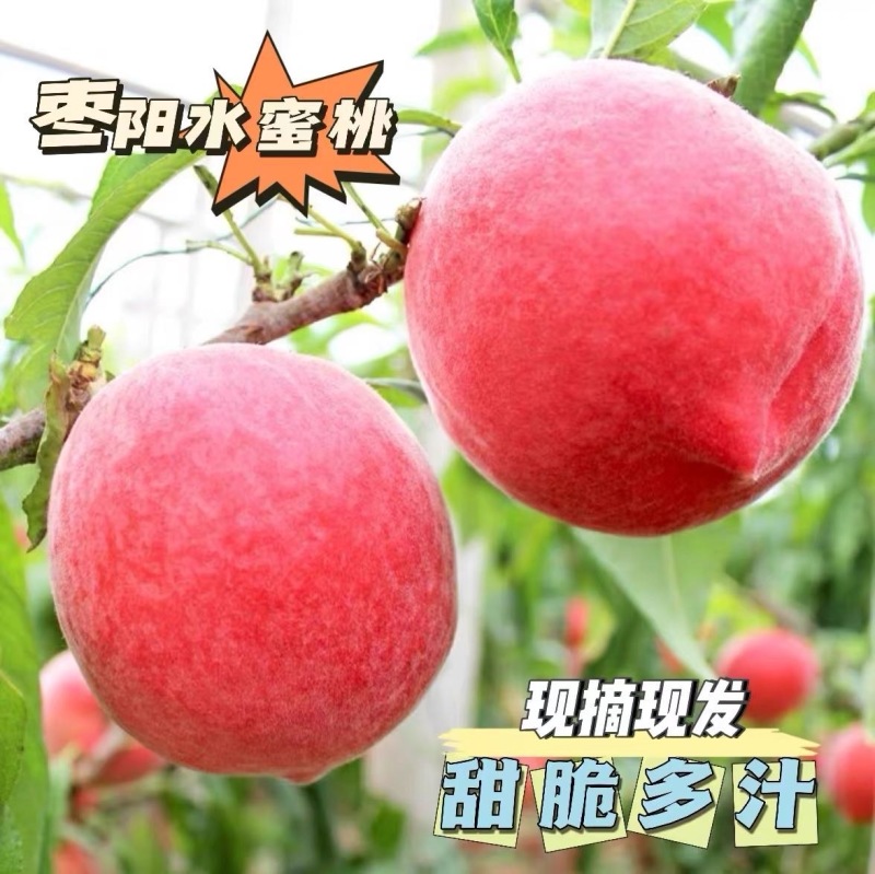 枣阳皇桃水蜜桃红桃毛桃