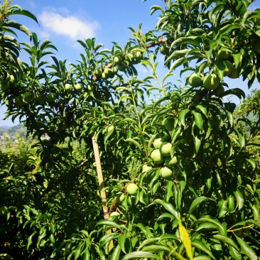 即将下树的贵州蜂糖李