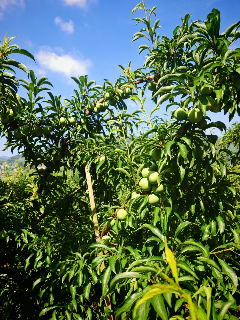 即将下树的贵州蜂糖李