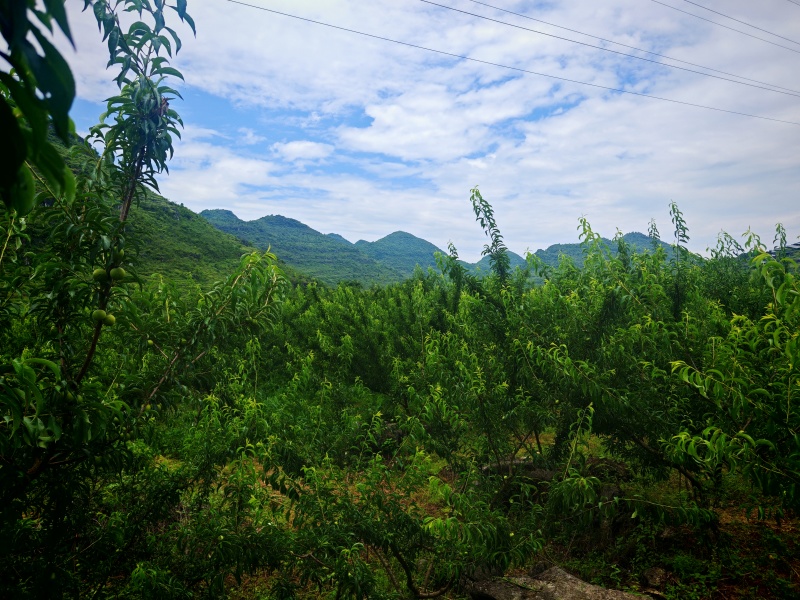 即将下树的贵州蜂糖李
