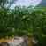 即将下树的贵州蜂糖李