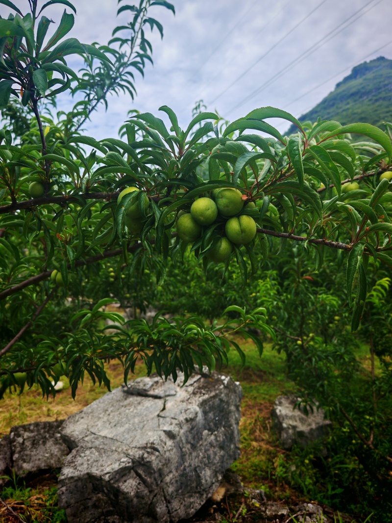 即将下树的贵州蜂糖李