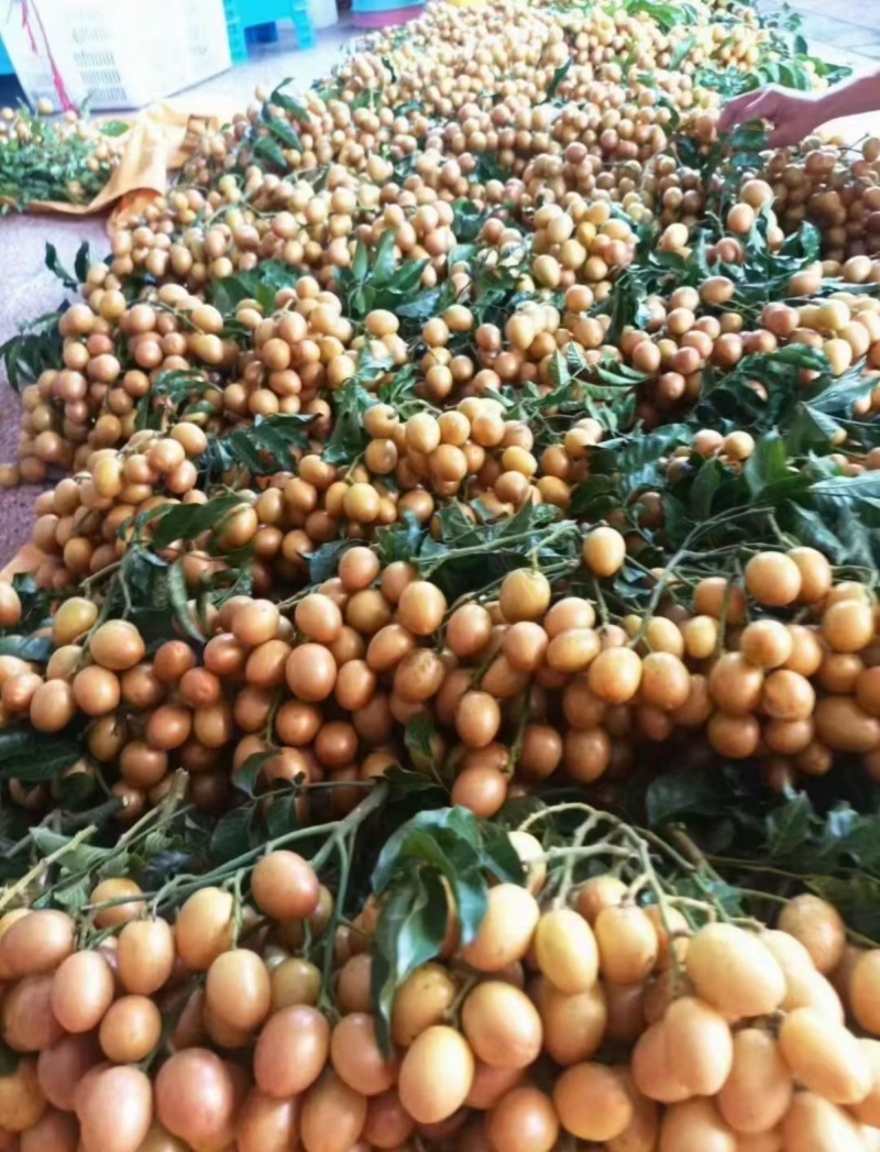 广西灵山县黄皮果