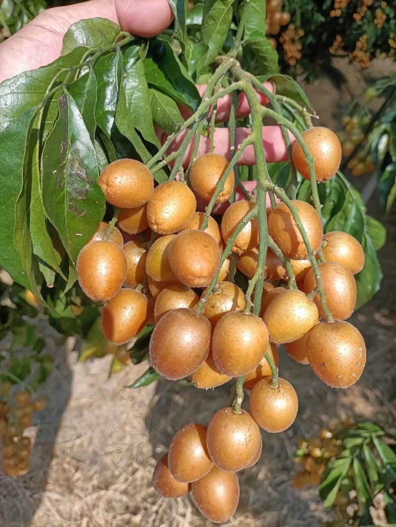 广西灵山县黄皮果