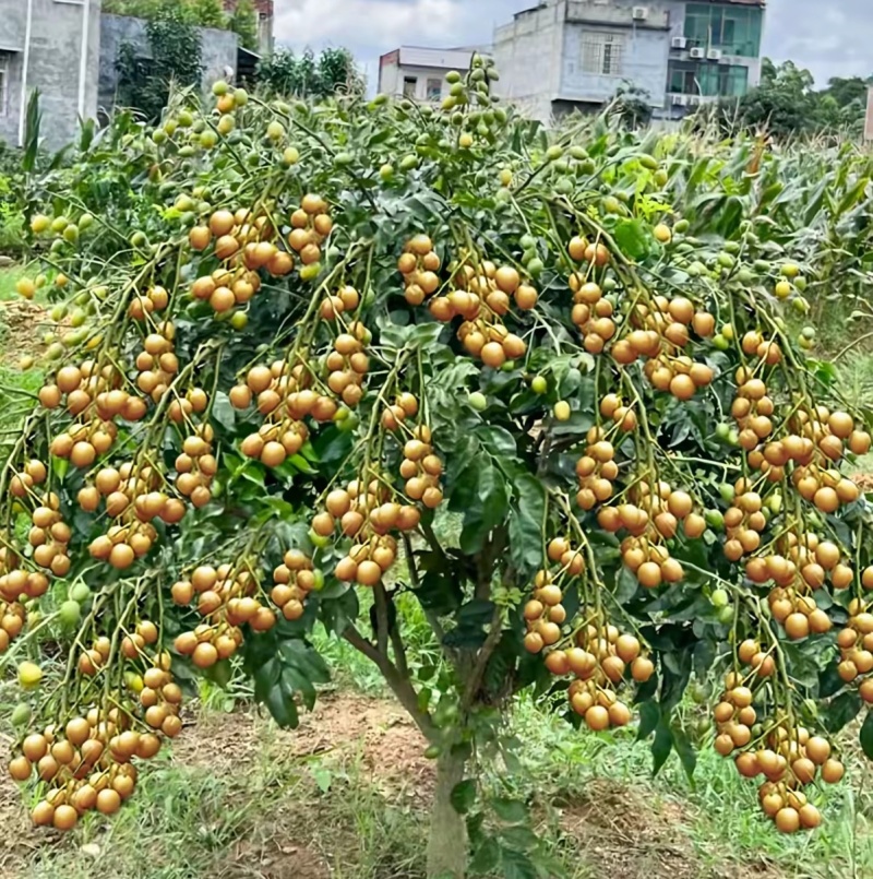 广西灵山县黄皮果