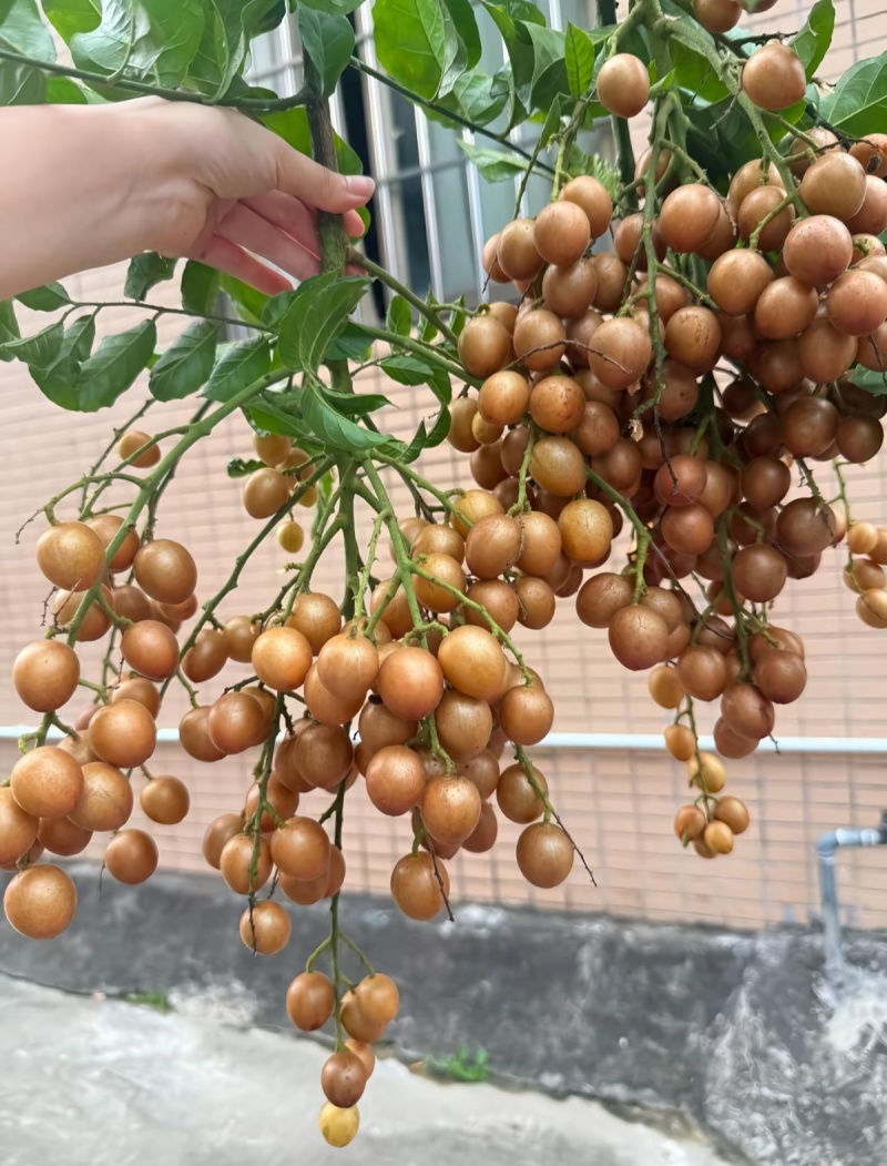 广西灵山县黄皮果