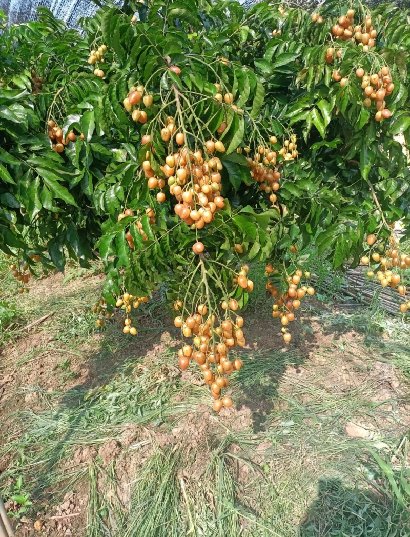 广西灵山县黄皮果