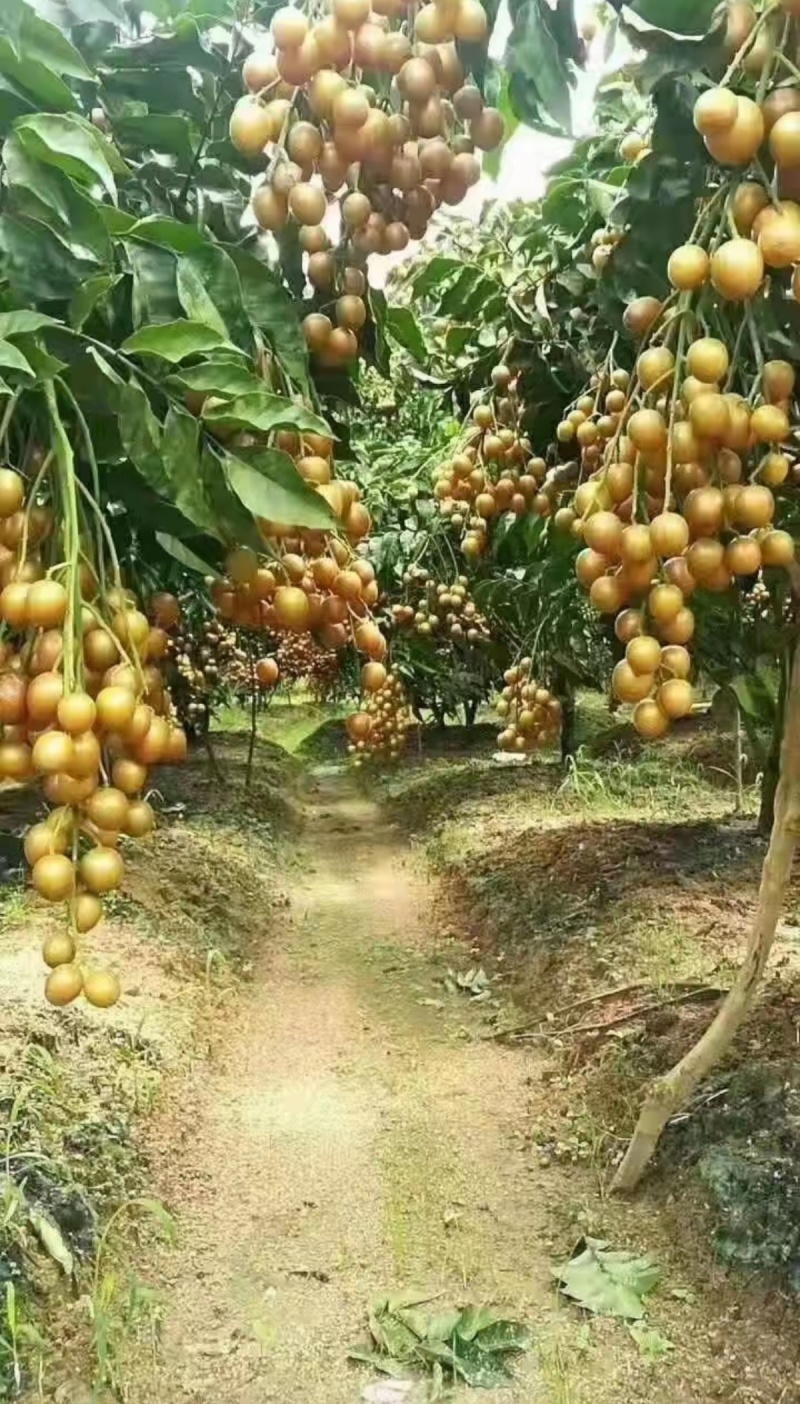 广西灵山县黄皮果