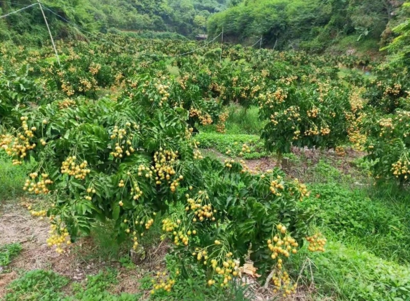 广西灵山县黄皮果