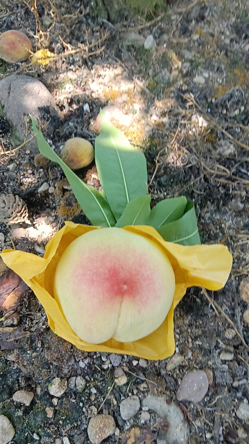 水蜜桃