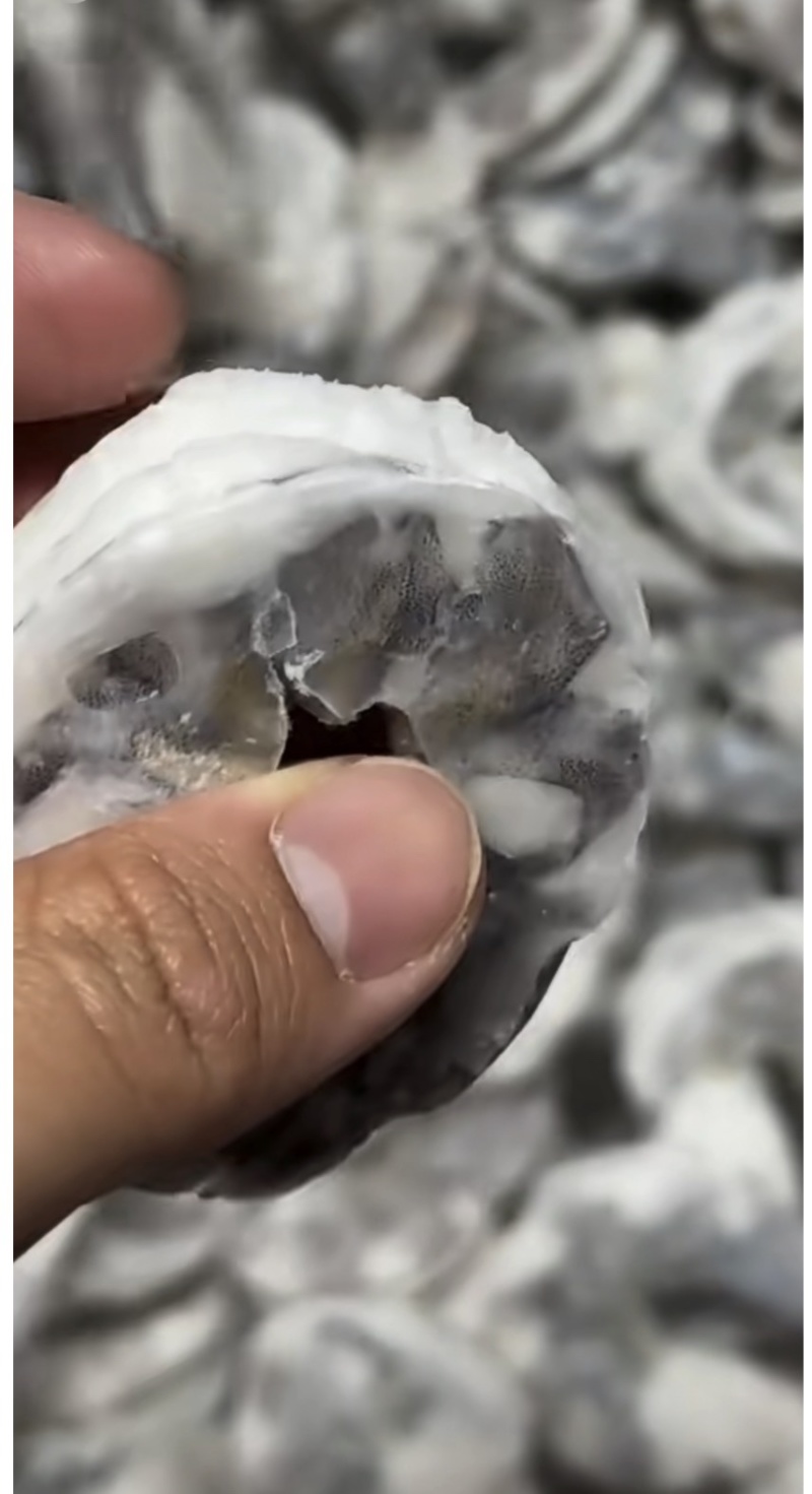 牡丹虾球原料20斤/箱8-25
