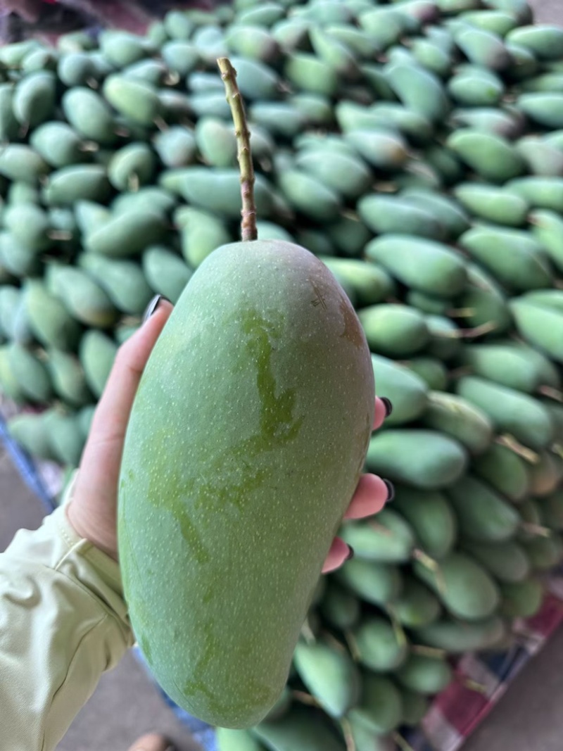 贵妃芒，金煌芒，台农