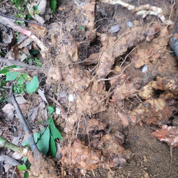 野生自挖深山纯野生金刚藤菝葜纯野生假一赔十50斤起售