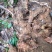 野生自挖深山纯野生金刚藤菝葜纯野生假一赔十50斤起售
