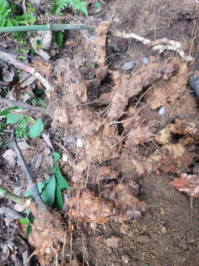 野生自挖深山纯野生金刚藤菝葜纯野生假一赔十50斤起售