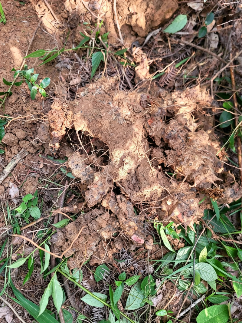 野生自挖深山纯野生金刚藤菝葜纯野生假一赔十50斤起售