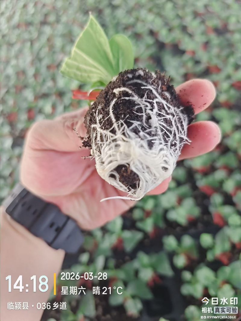 育苗营养基质，质量好，价格低，欢迎选购