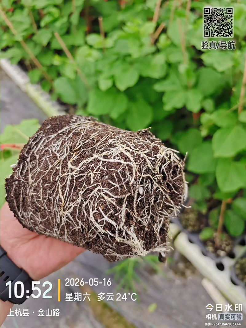 育苗营养基质，质量好，价格低，欢迎选购