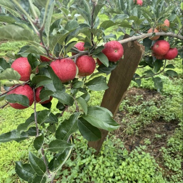 嘎拉苹果