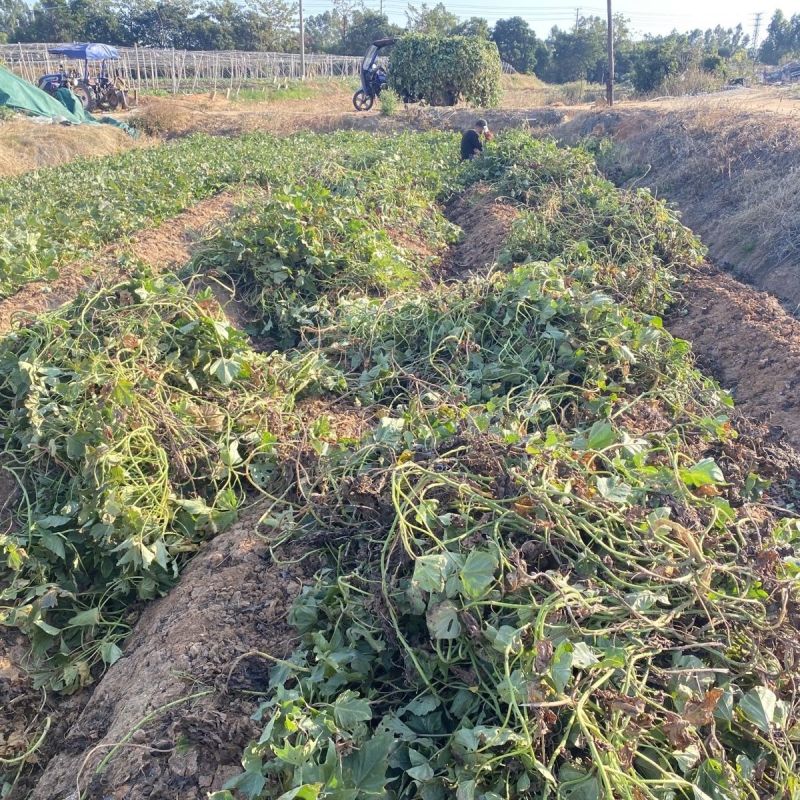 沙地种植白皮黄心地瓜新鲜现挖农家自种软糯清甜黄心红薯大白