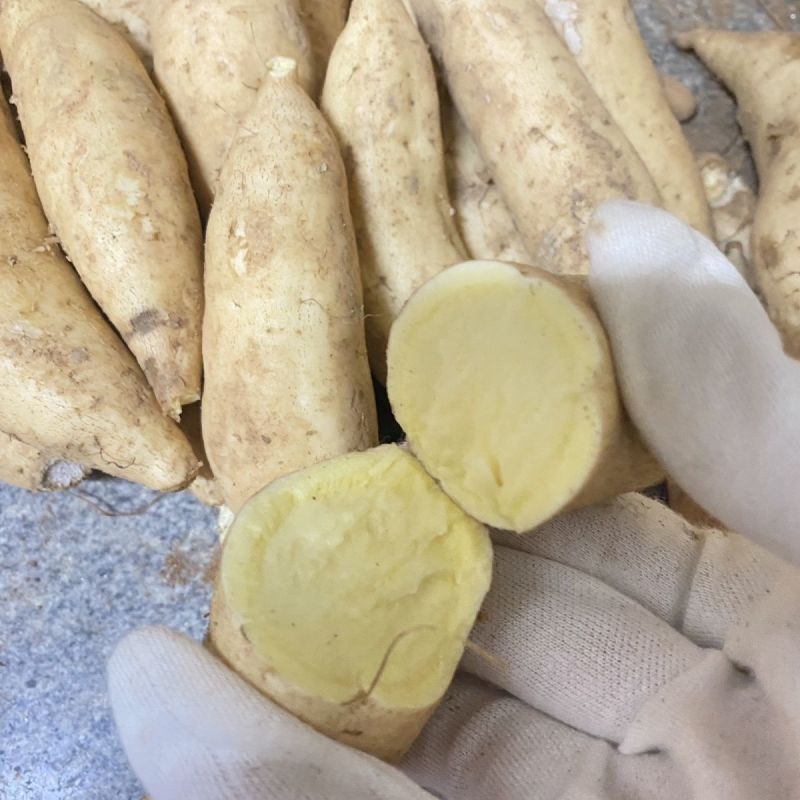 沙地种植白皮黄心地瓜新鲜现挖农家自种软糯清甜黄心红薯大白