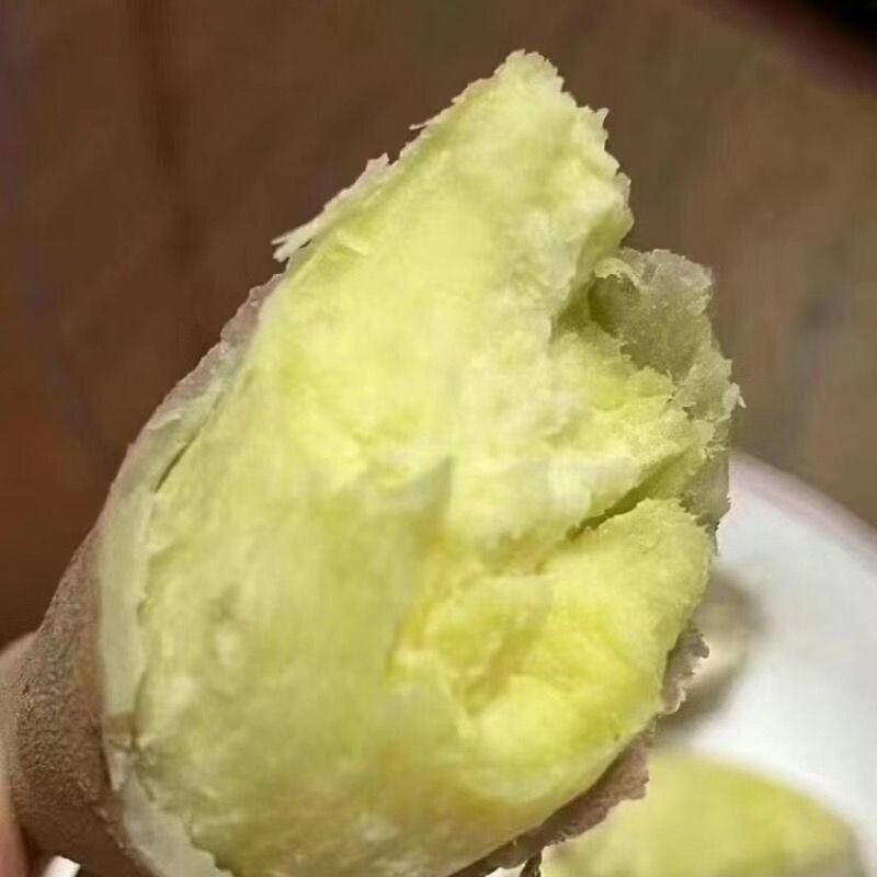 沙地种植白皮黄心地瓜新鲜现挖农家自种软糯清甜黄心红薯大白