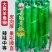 云冠青椒808辣椒种子特大果羊角椒种子抗病翠绿大尖椒种子