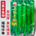 云冠青椒808辣椒种子特大果羊角椒种子抗病翠绿大尖椒种子