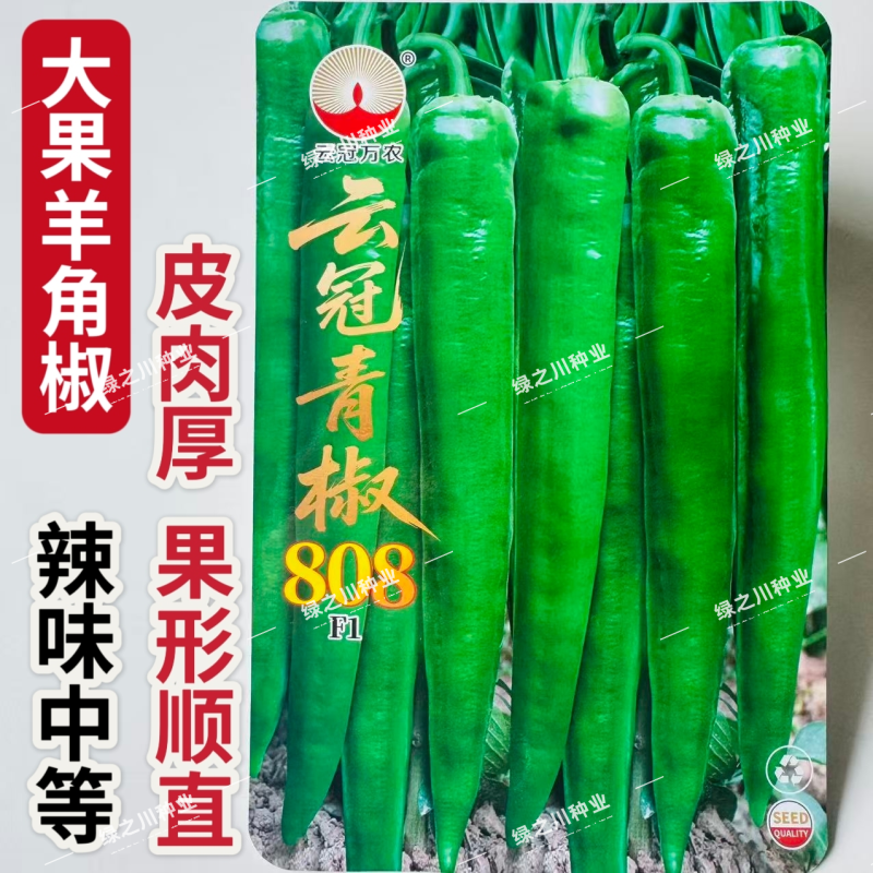 云冠青椒808辣椒种子特大果羊角椒种子抗病翠绿大尖椒种子