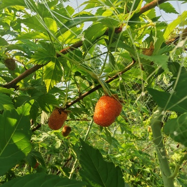 无刺覆盆子裸根小苗