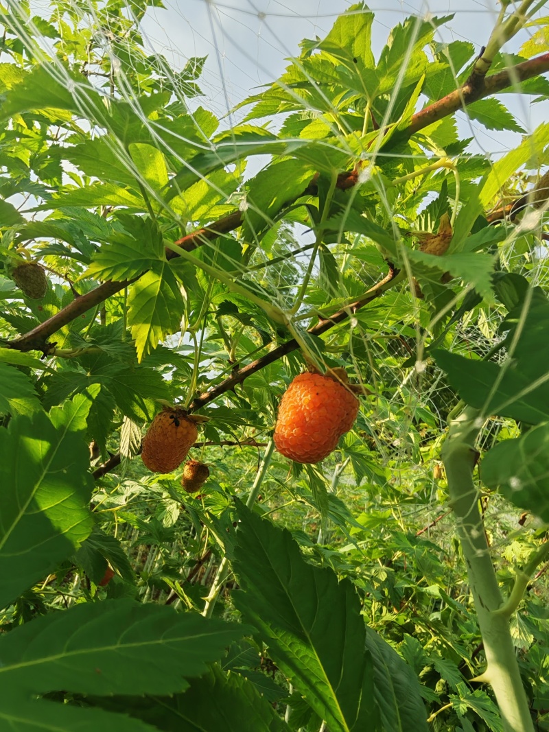 无刺覆盆子裸根小苗