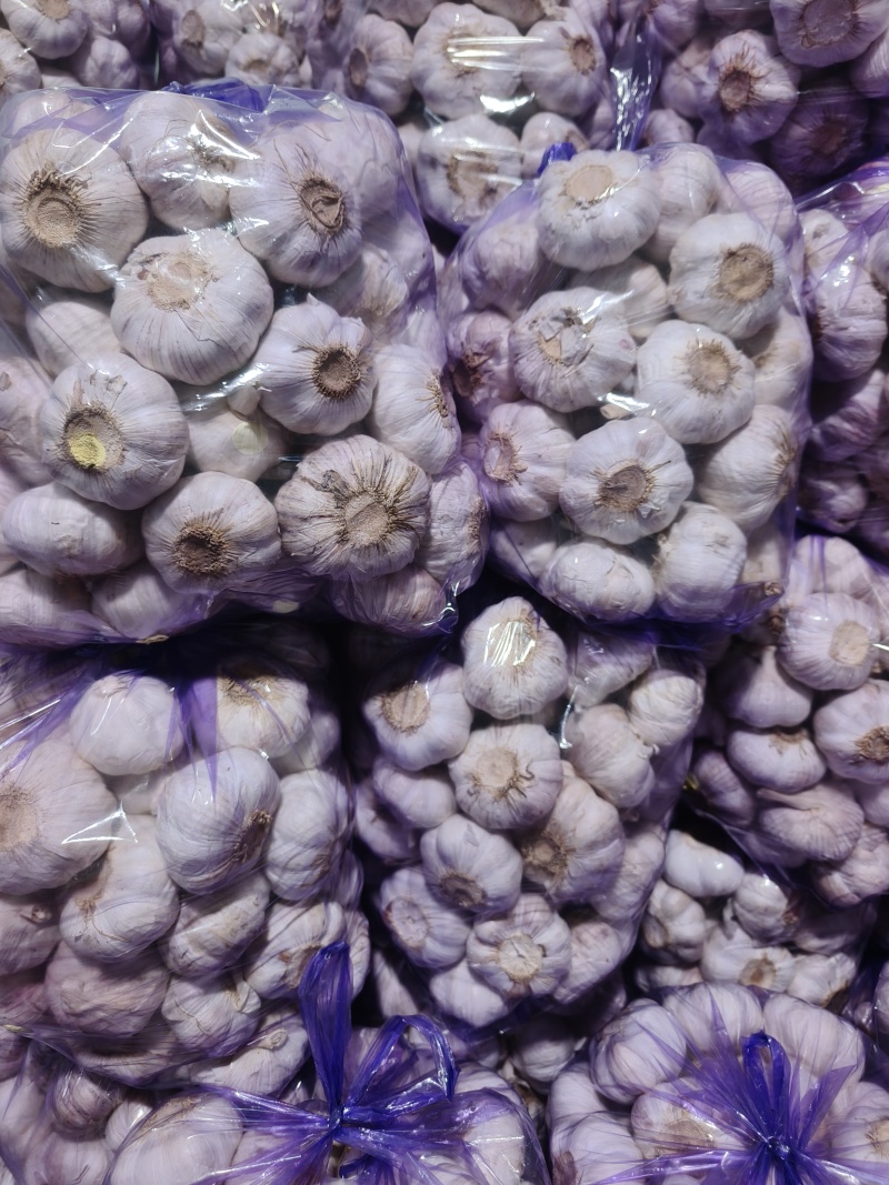 精品优质紫皮大蒜！质量保障！量大价优！可长期供货！