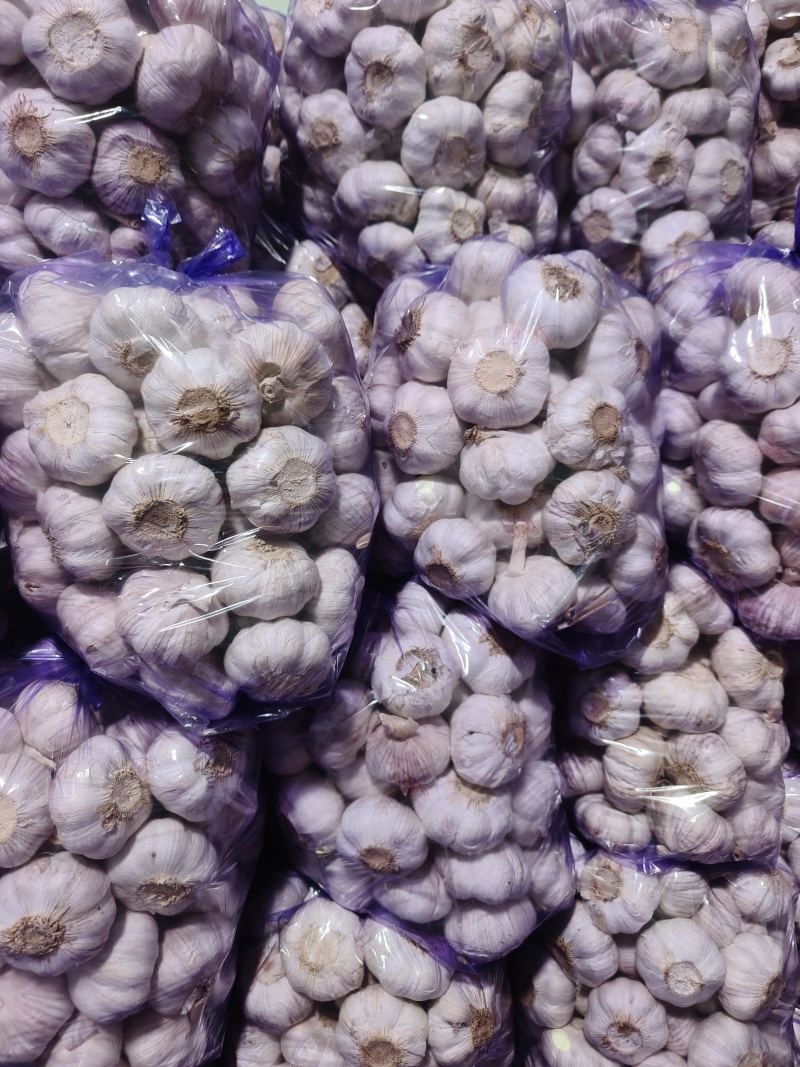 精品优质紫皮大蒜！质量保障！量大价优！可长期供货！