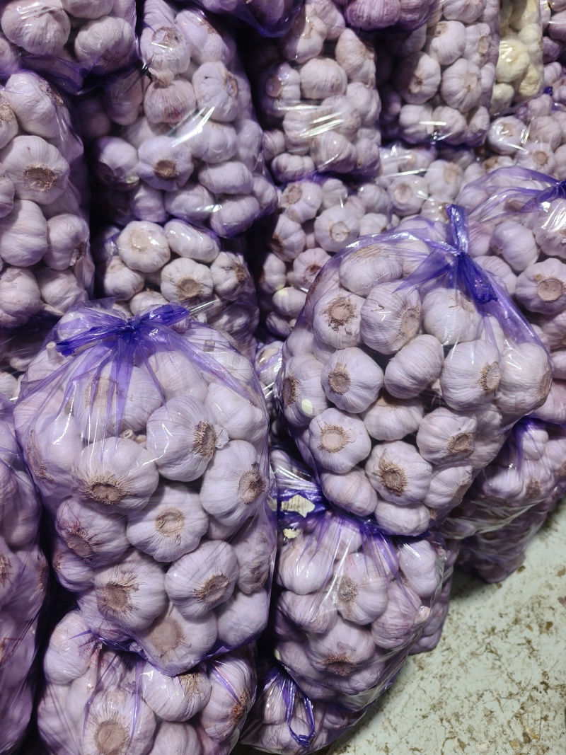 精品优质紫皮大蒜！质量保障！量大价优！可长期供货！