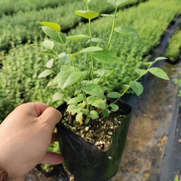 组培中钵蓝莓苗