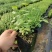 组培中钵蓝莓苗
