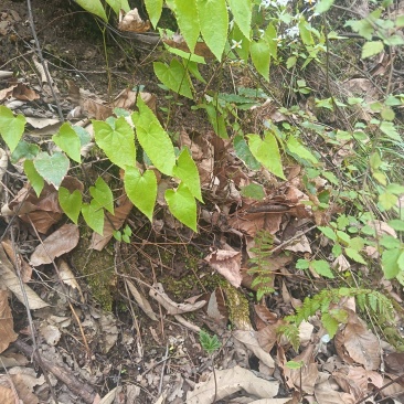 淫羊藿种苗