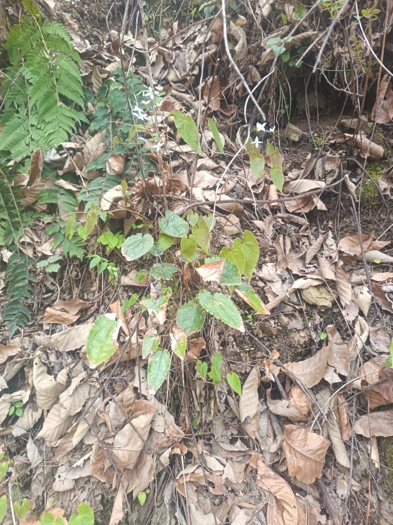 淫羊藿种苗