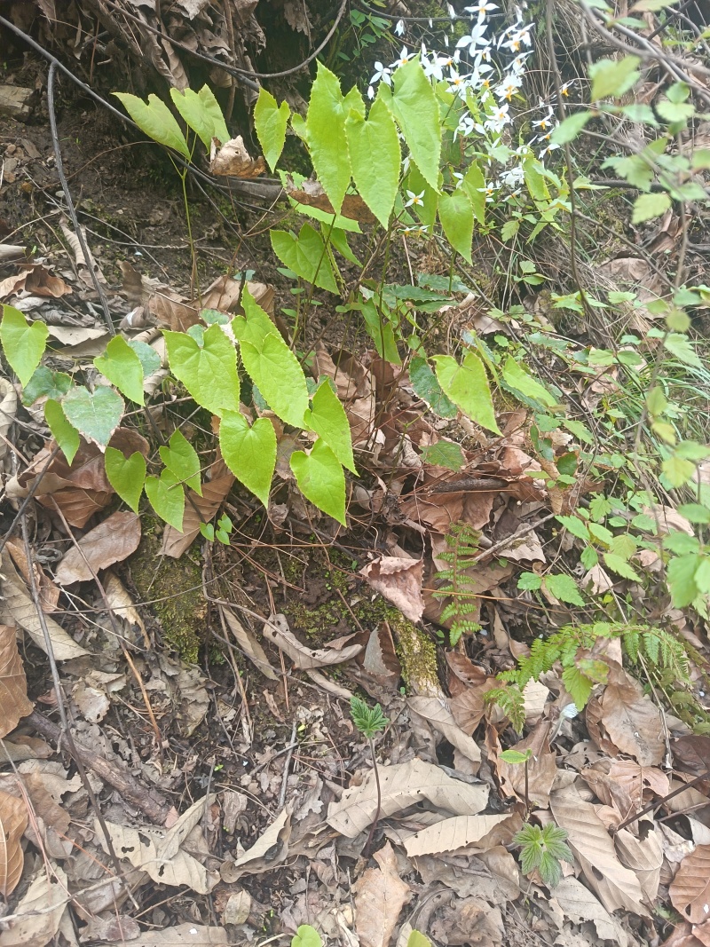 淫羊藿种苗