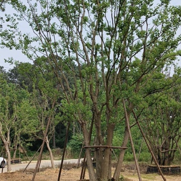 苗圃大量丛生乌桕出售