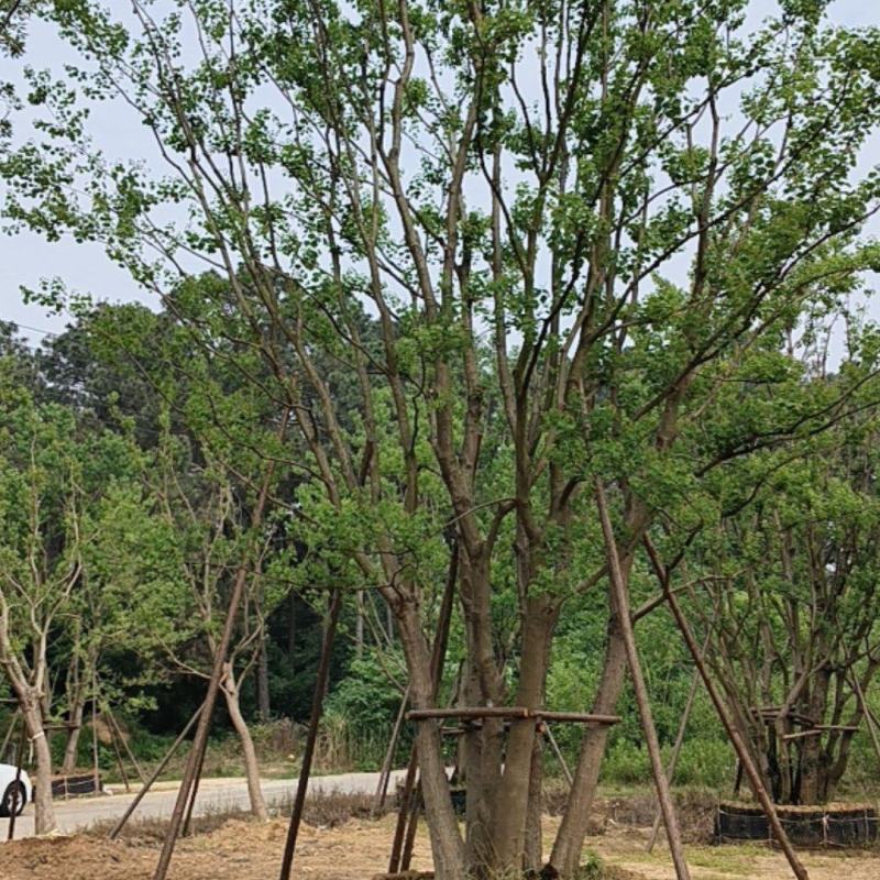 苗圃大量丛生乌桕出售