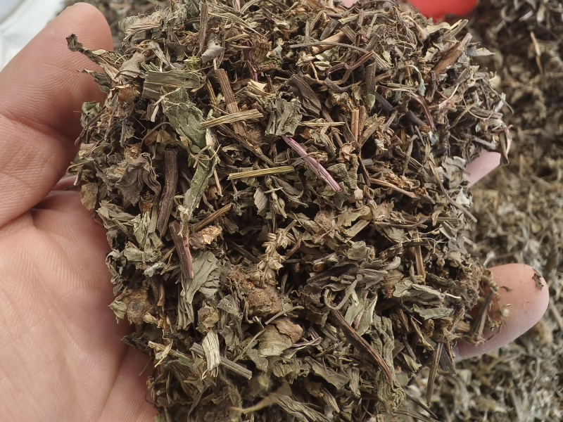 车前草新货车前草颜色青干净无杂质大货批发零售