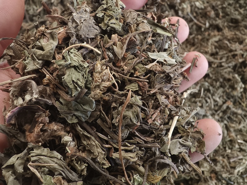 车前草新货车前草颜色青干净无杂质大货批发零售