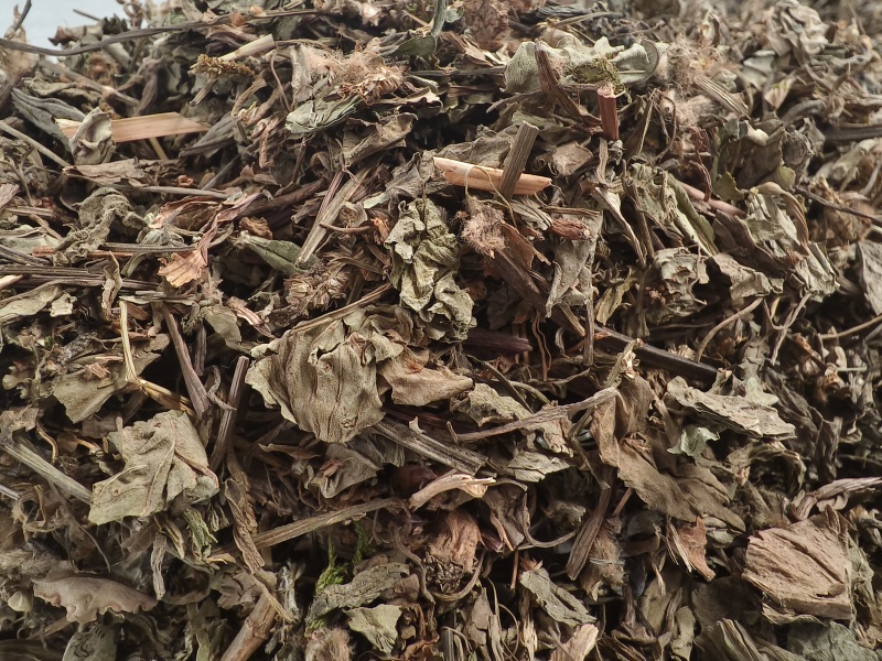 车前草新货车前草颜色青干净无杂质大货批发零售
