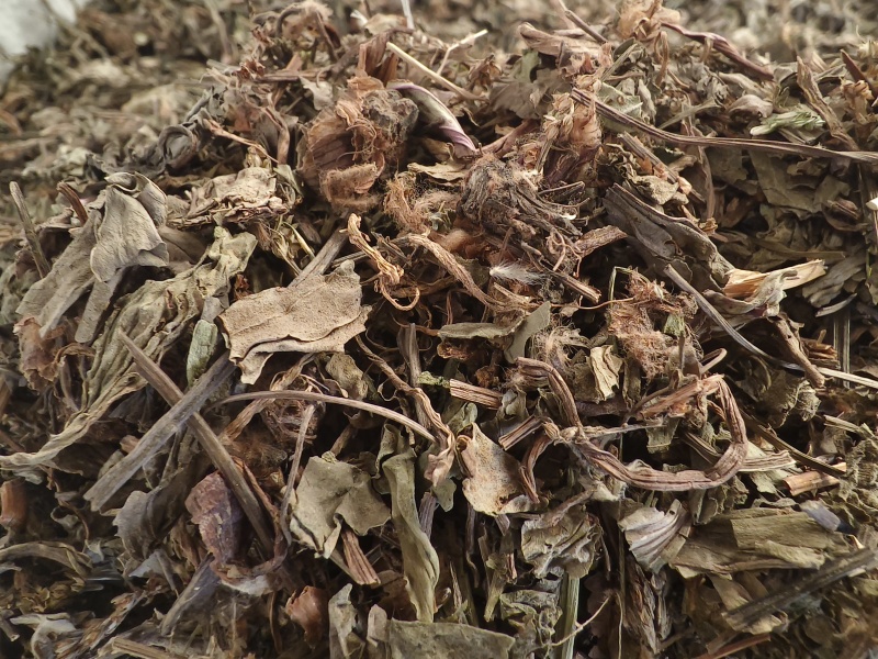 车前草新货车前草颜色青干净无杂质大货批发零售